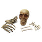 Skeleton Skull and Hand Props Set