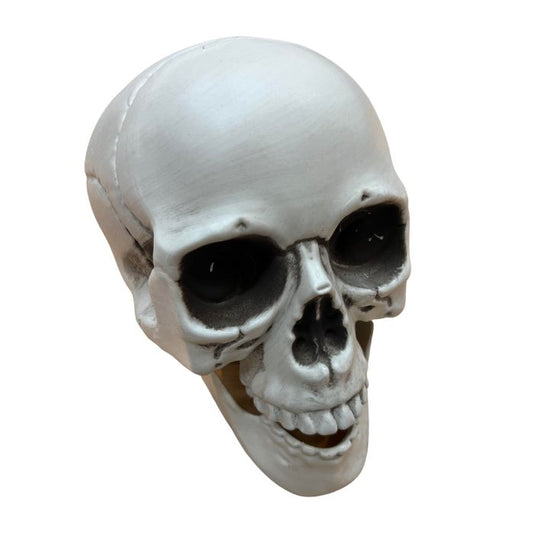 Skull Head with Movable Jaw Prop