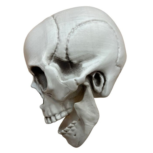 Skull Head with Movable Jaw Prop